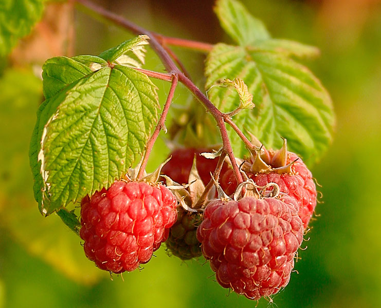 Antioxidants from raspberry for fertility