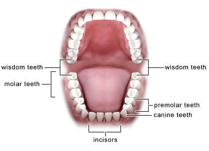 wisdom tooth