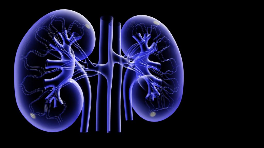 Does Rapid Weight Loss Affect Kidney Health?