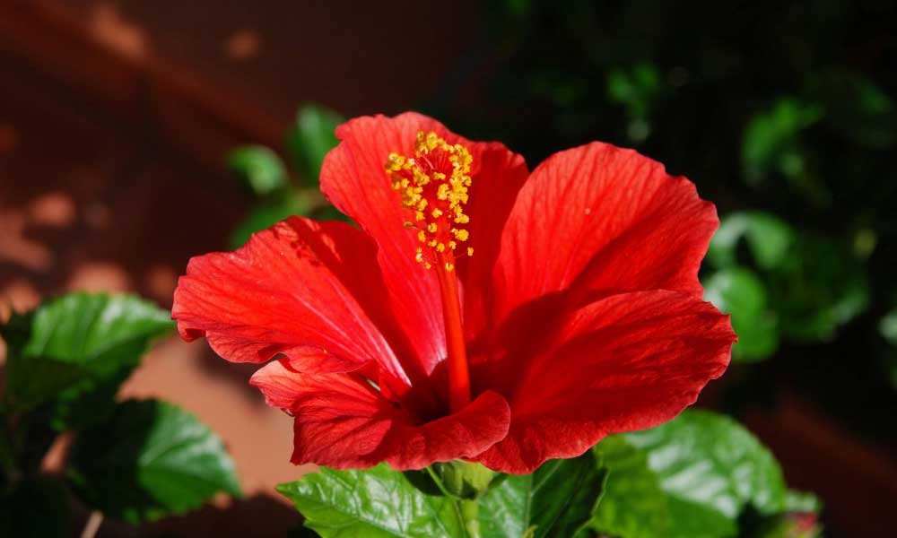 Explore the Importance and Benefits Of Hibiscus Shampoo