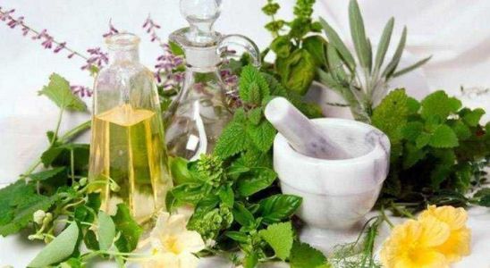Top brain-boosting herbs you ought to know!