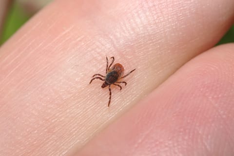 What should you know about Lyme disease?