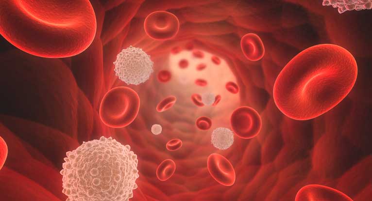 Foods That Can Prevent Thrombocytopenia