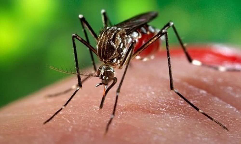 Home Remedies For Mosquito Bites
