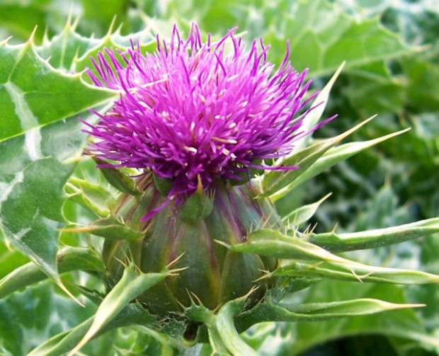 What Are The Benefits Of Milk Thistle?