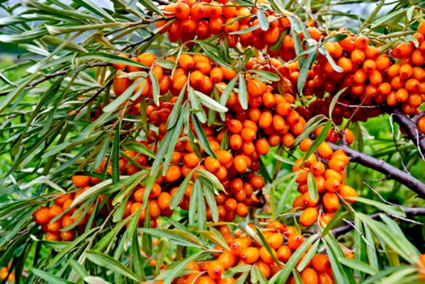 What Is Seabuckthorn Oil Used For?