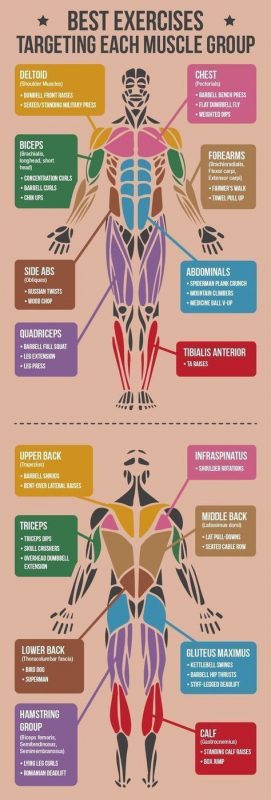 Best exercises targeting each muscle group